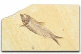 Detailed Fossil Fish (Knightia) - Wyoming #357555-1